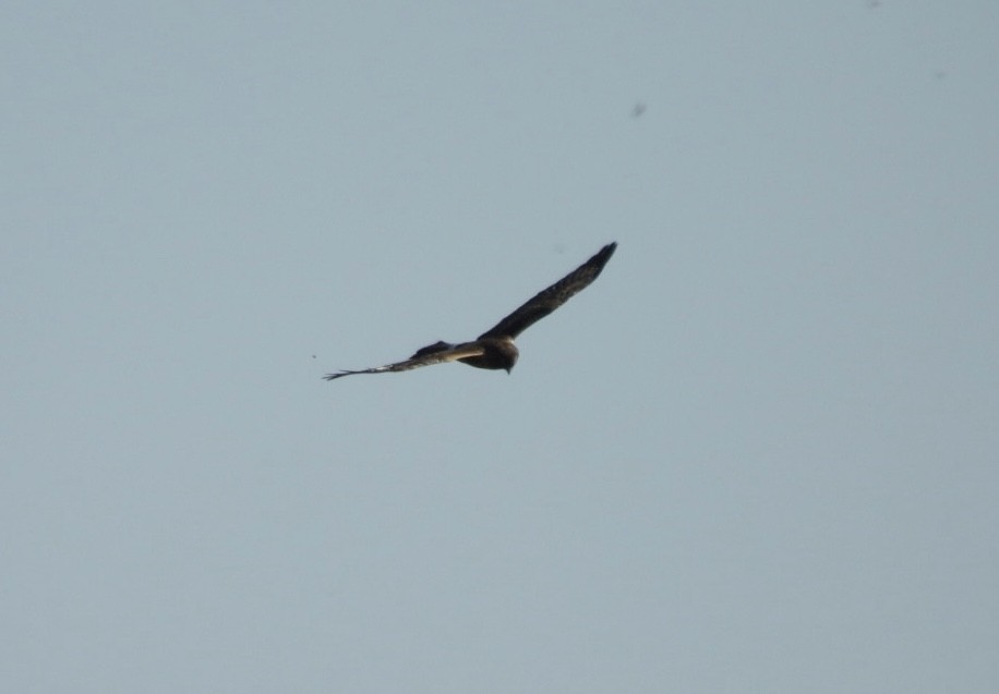 Лунь американський - ML645622075