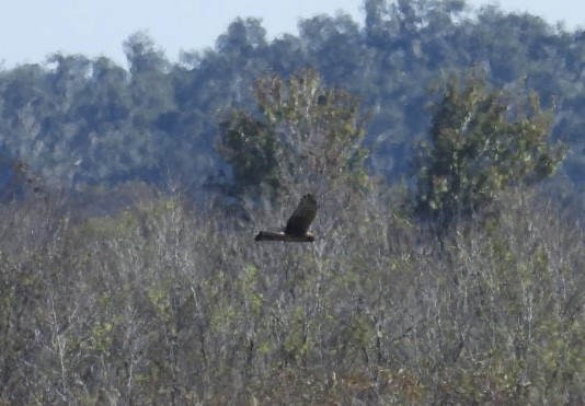 Лунь американський - ML645622077