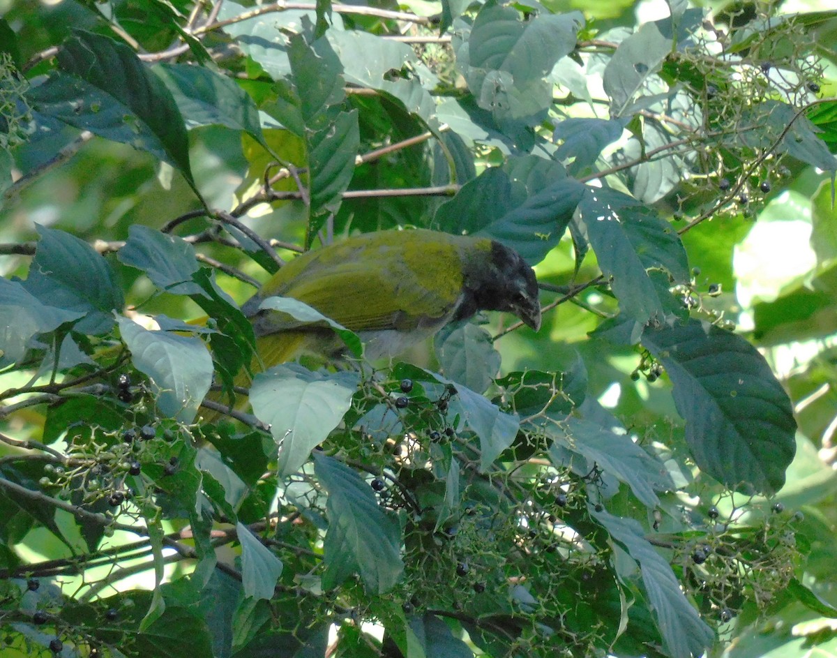 Kara Başlı Saltator - ML645622080