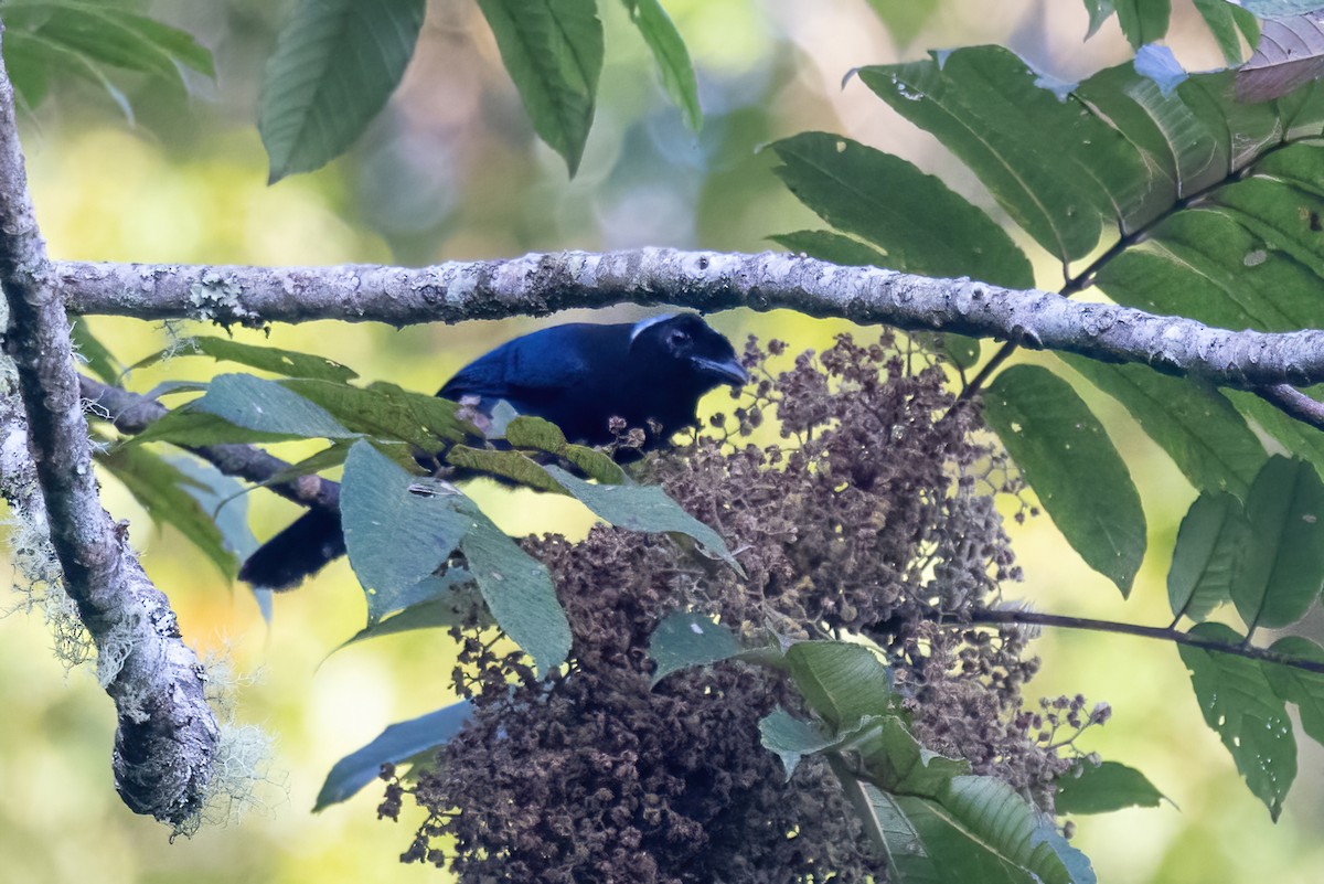Gökçe Başlı Mavi Karga - ML645622084