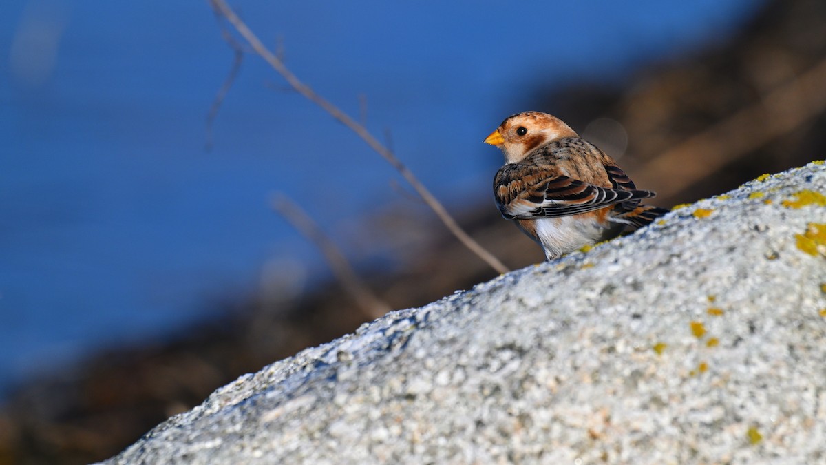 Alaca Çinte - ML645622086