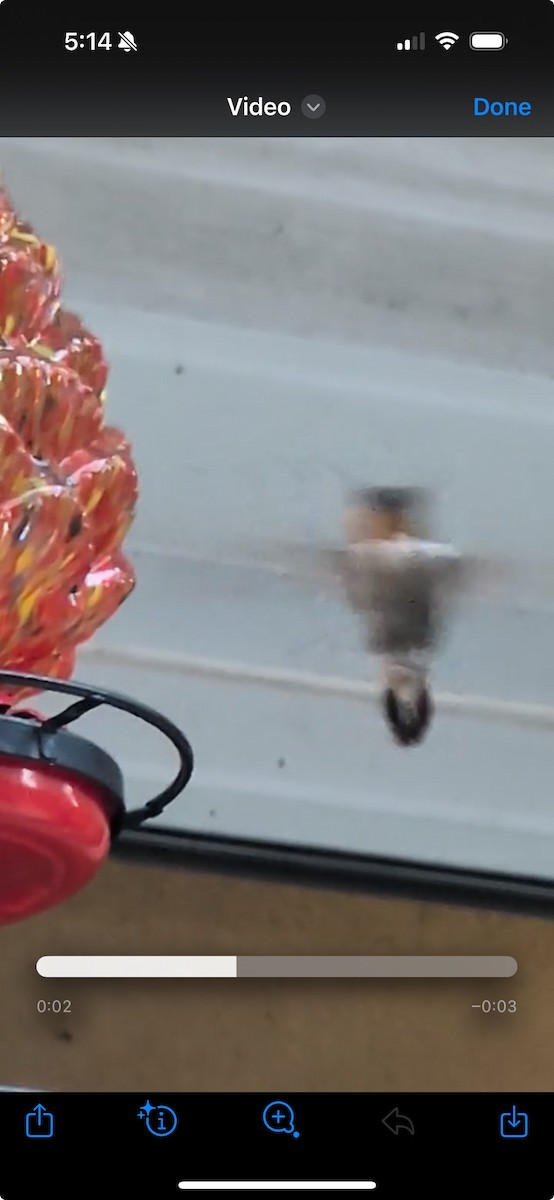 Yakut Boğazlı Kolibri - ML645622087