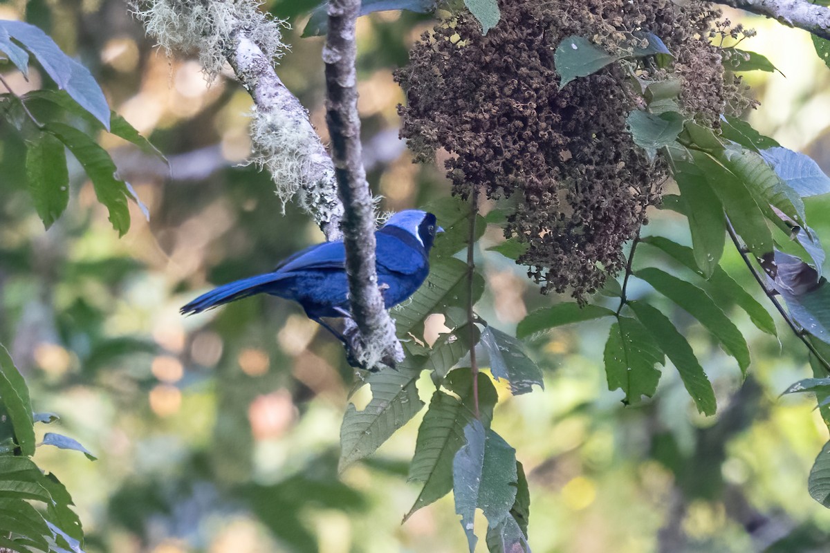 Gökçe Başlı Mavi Karga - ML645622088