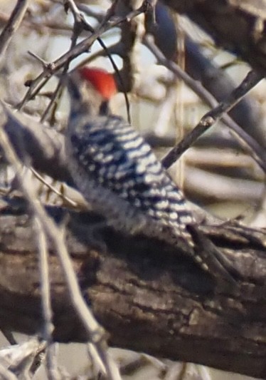 Meksika Alaca Ağaçkakanı - ML645622089