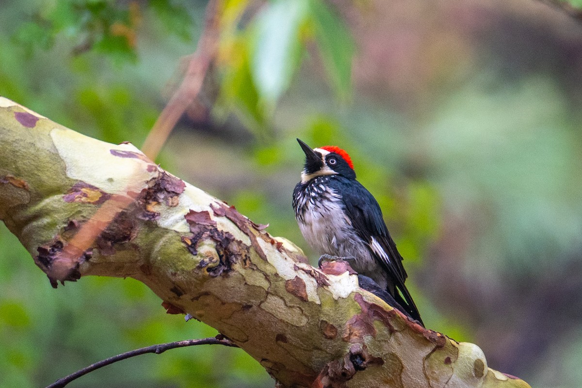 Palamut Ağaçkakanı - ML645622090