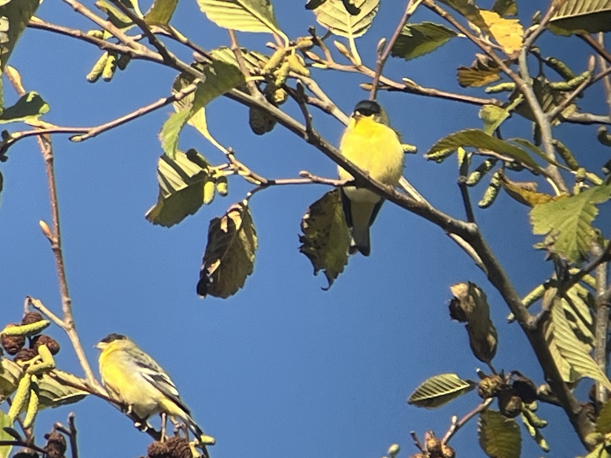 Sarı-Siyah İskete - ML645622091