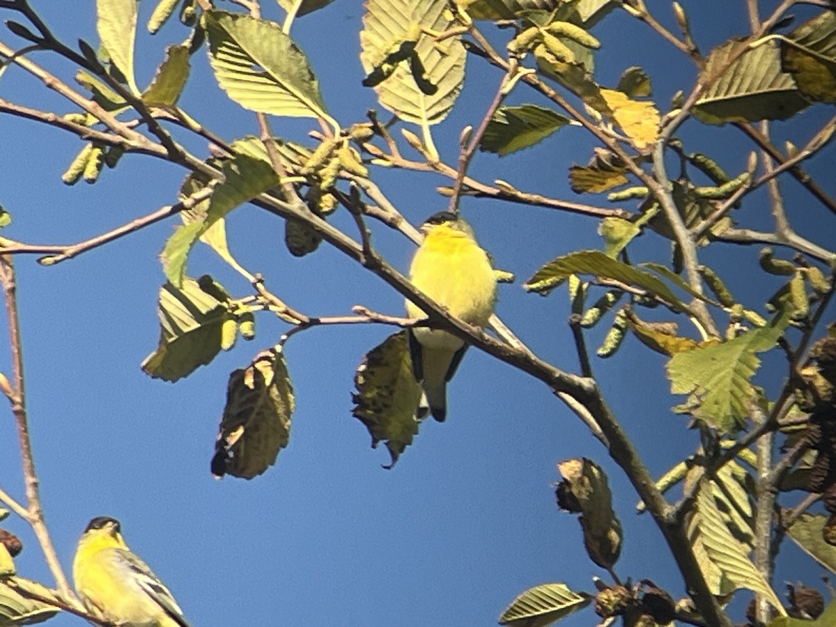 Sarı-Siyah İskete - ML645622093