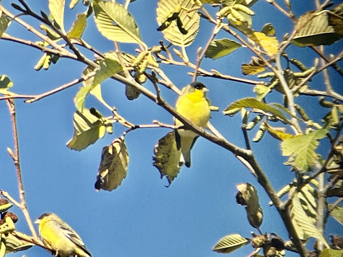 Sarı-Siyah İskete - ML645622094