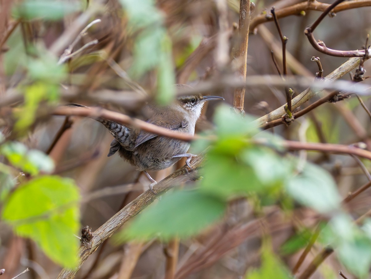 Bewick Çıtkuşu - ML645622097
