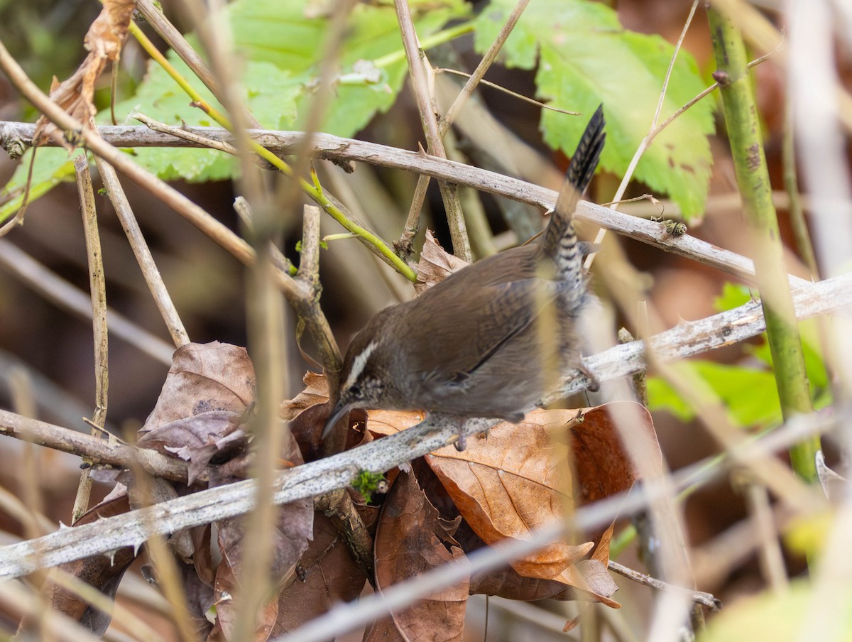 Bewick Çıtkuşu - ML645622098