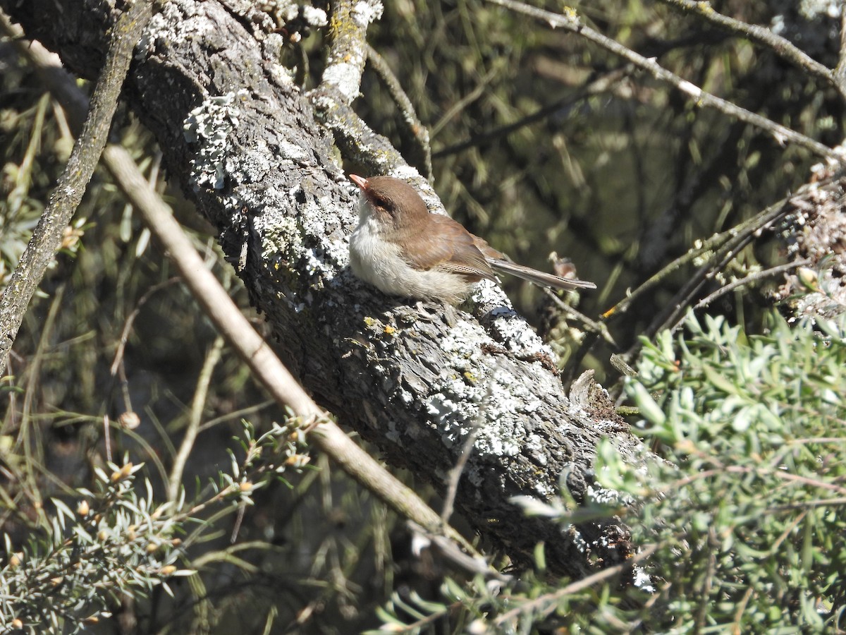 Muhteşem Peribülbülü - ML645622099