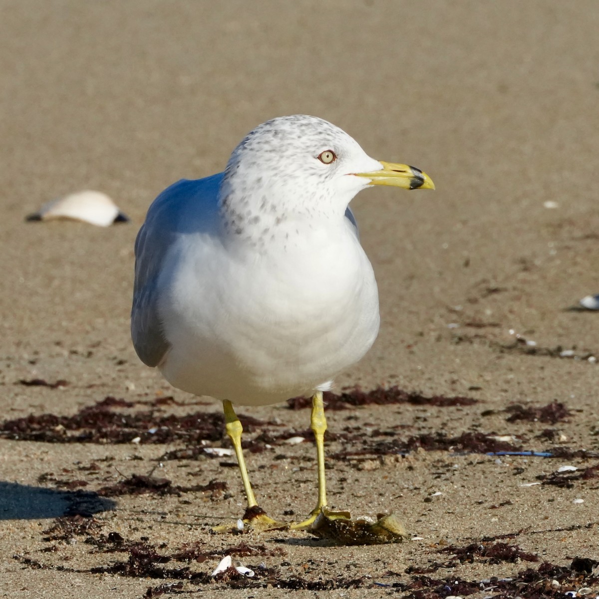 Halkalı Martı - ML645622102