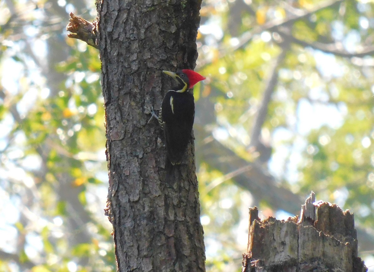 Yazılı Kara Ağaçkakan - ML645622105