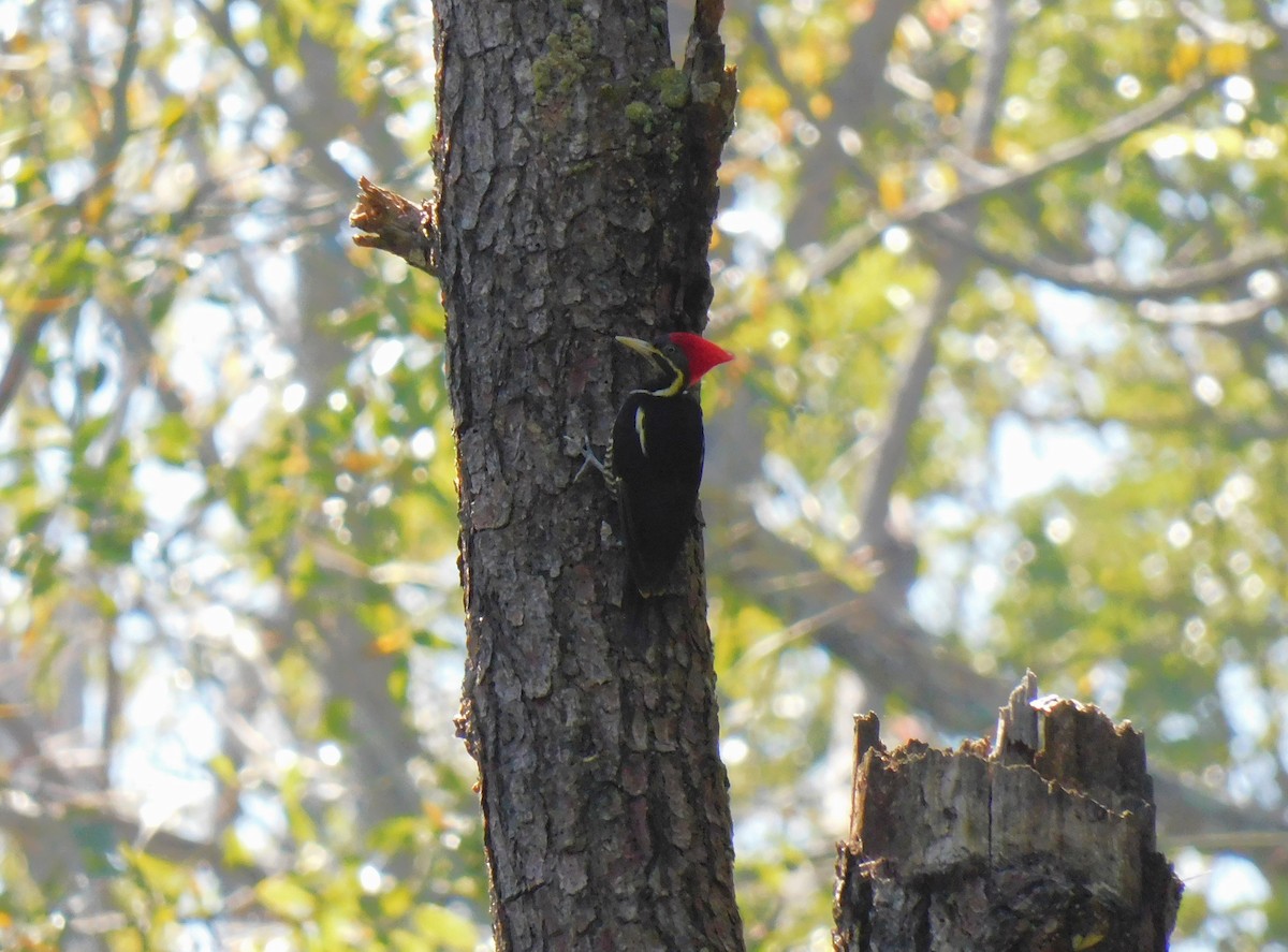 Yazılı Kara Ağaçkakan - ML645622106