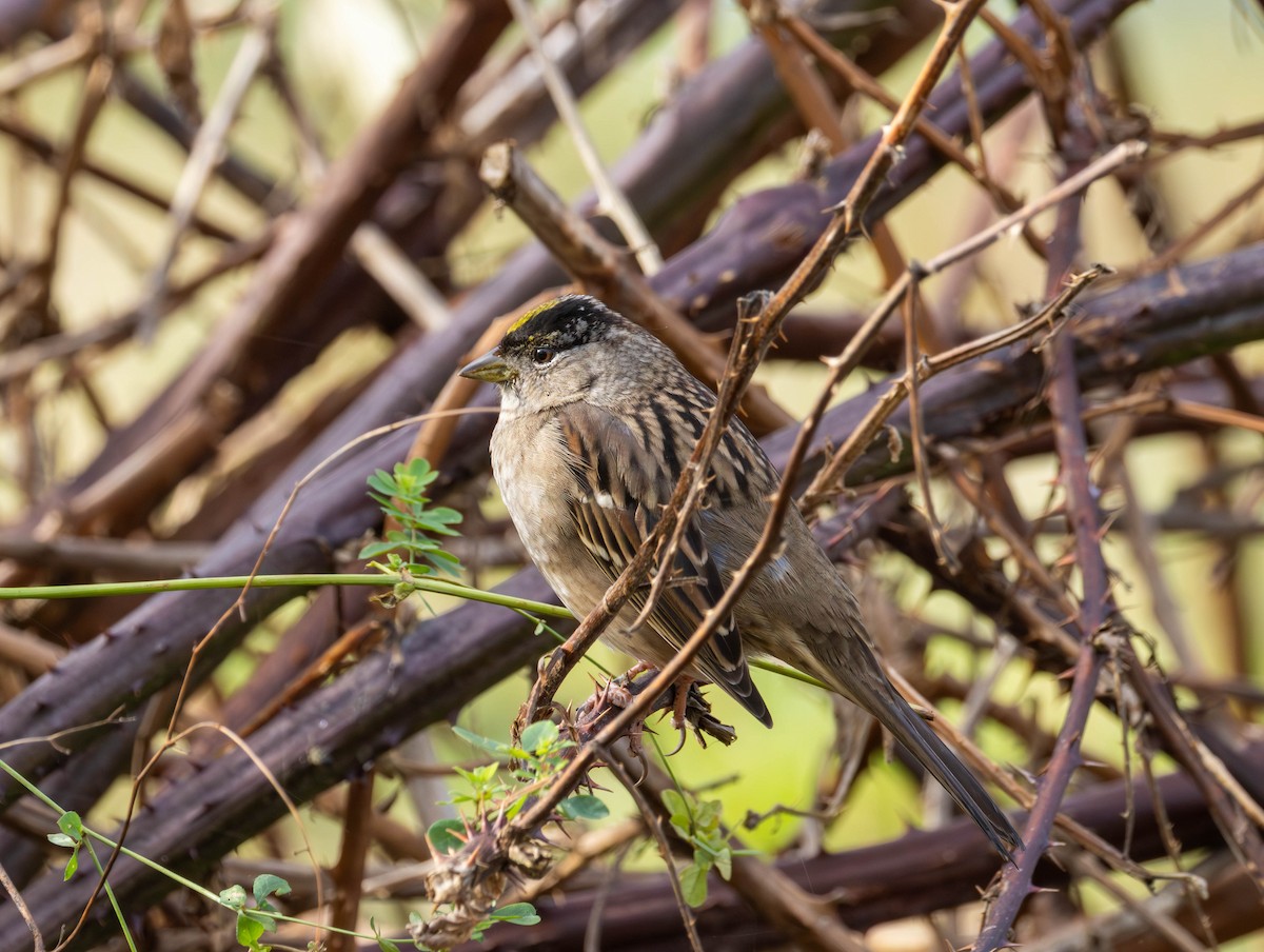 Sarı Tepeli Serçe - ML645622109