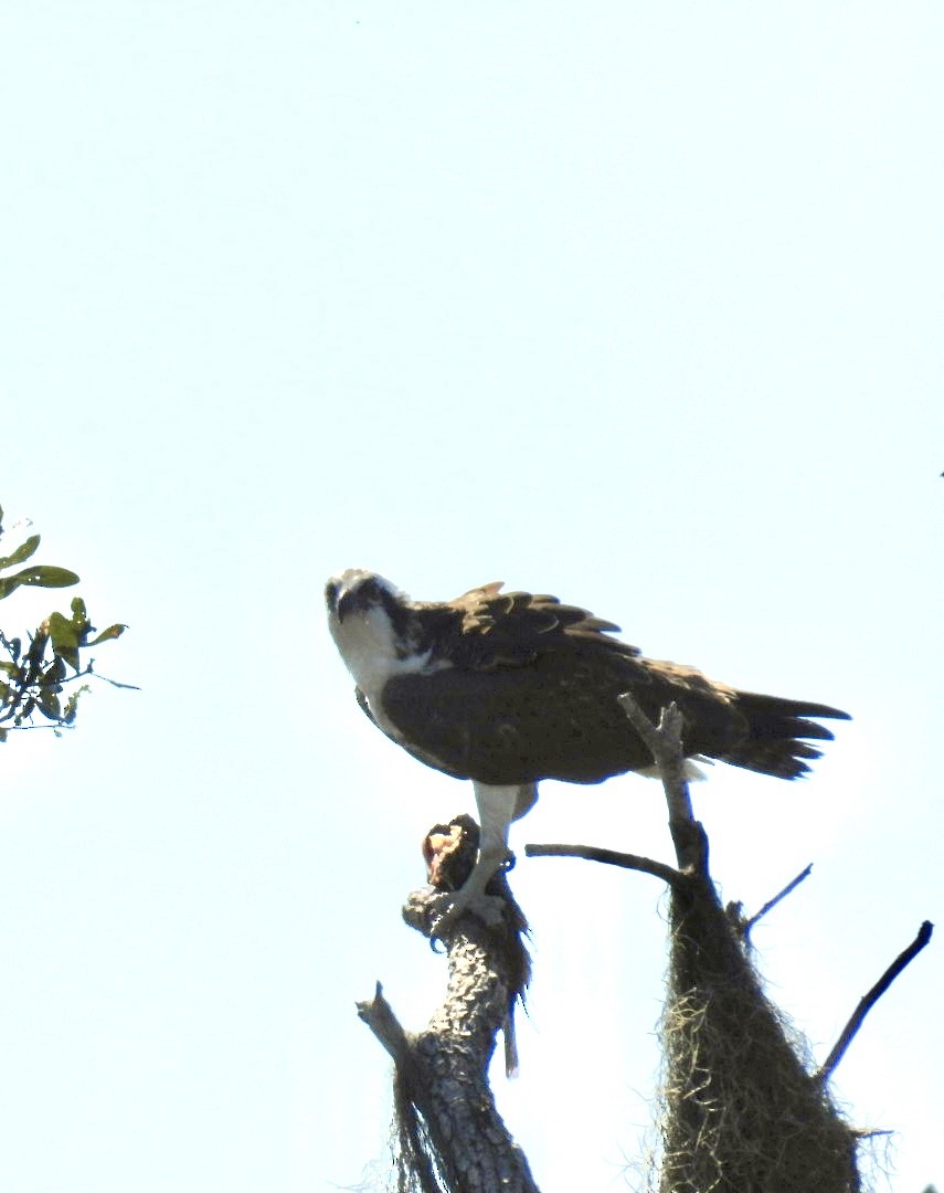 Balık Kartalı - ML645622110