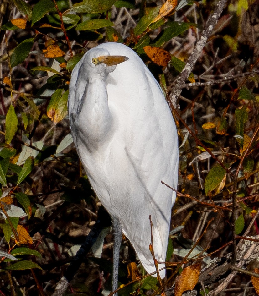Great Egret - ML645622112