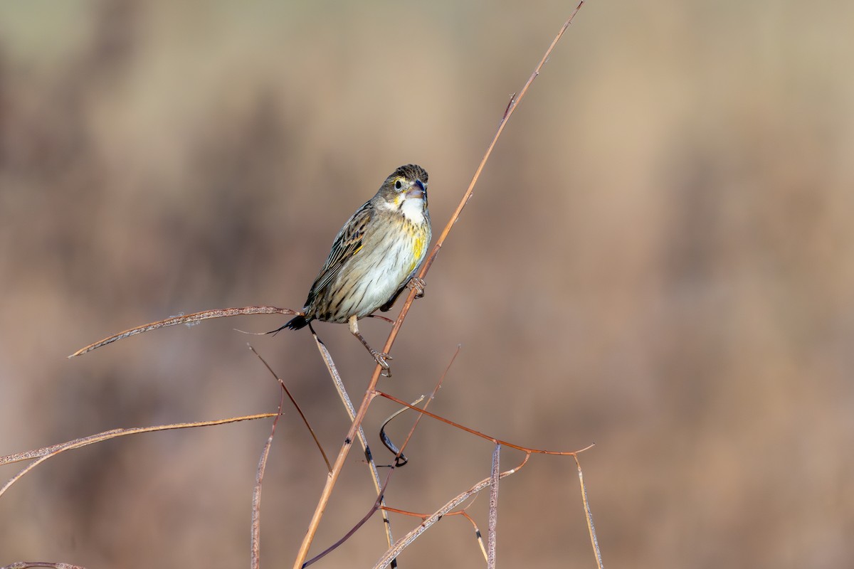 Dickcissel - ML645622123