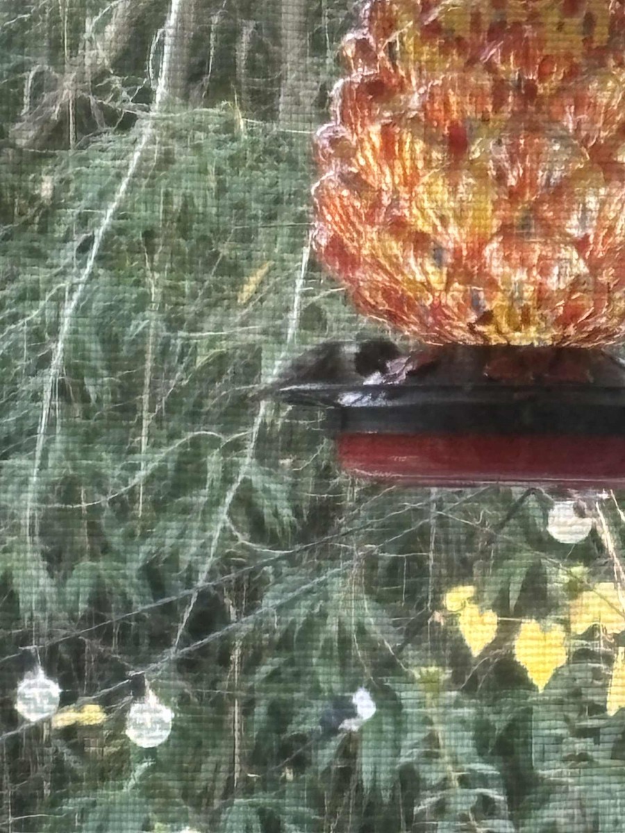 Рубиновогорлый колибри - ML645622125