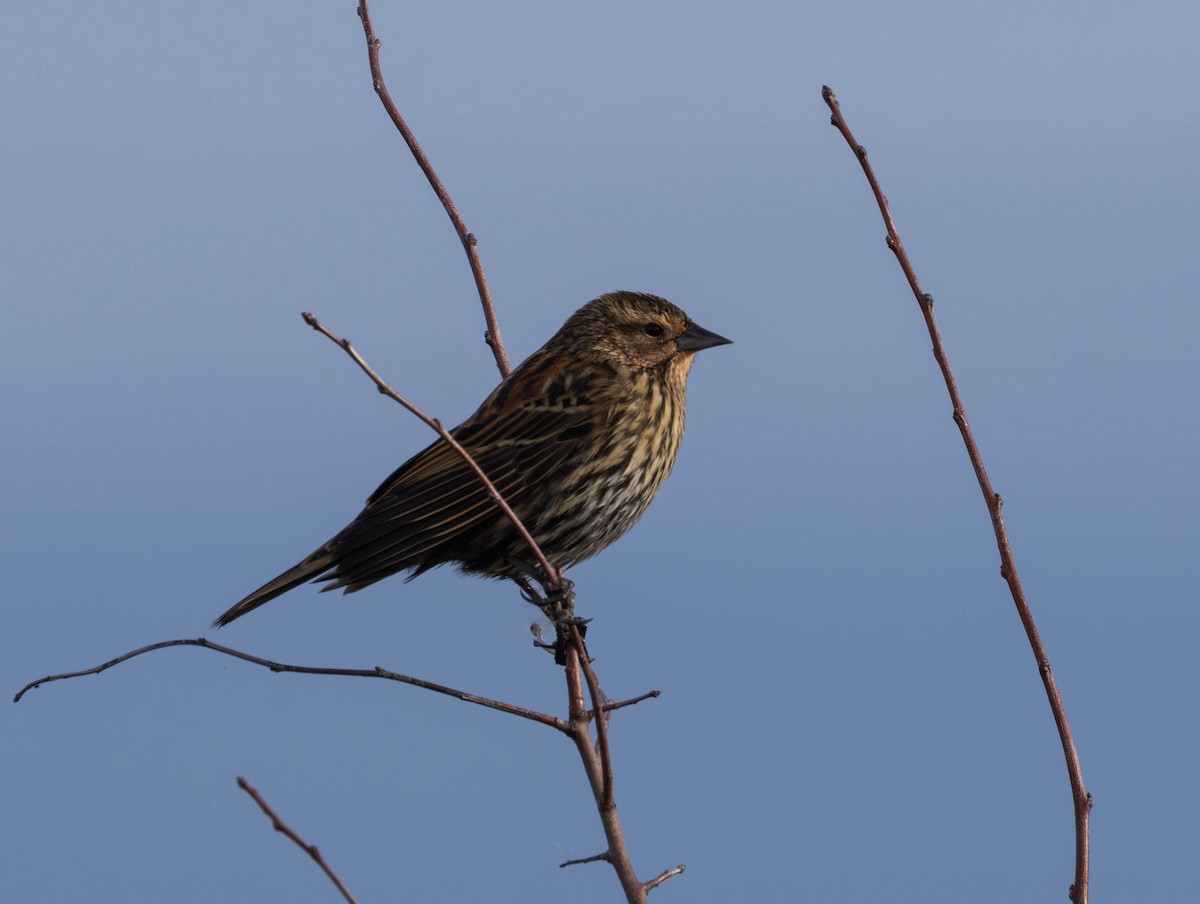 ハゴロモガラス - ML645622133