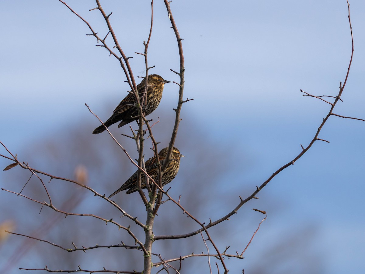 ハゴロモガラス - ML645622134