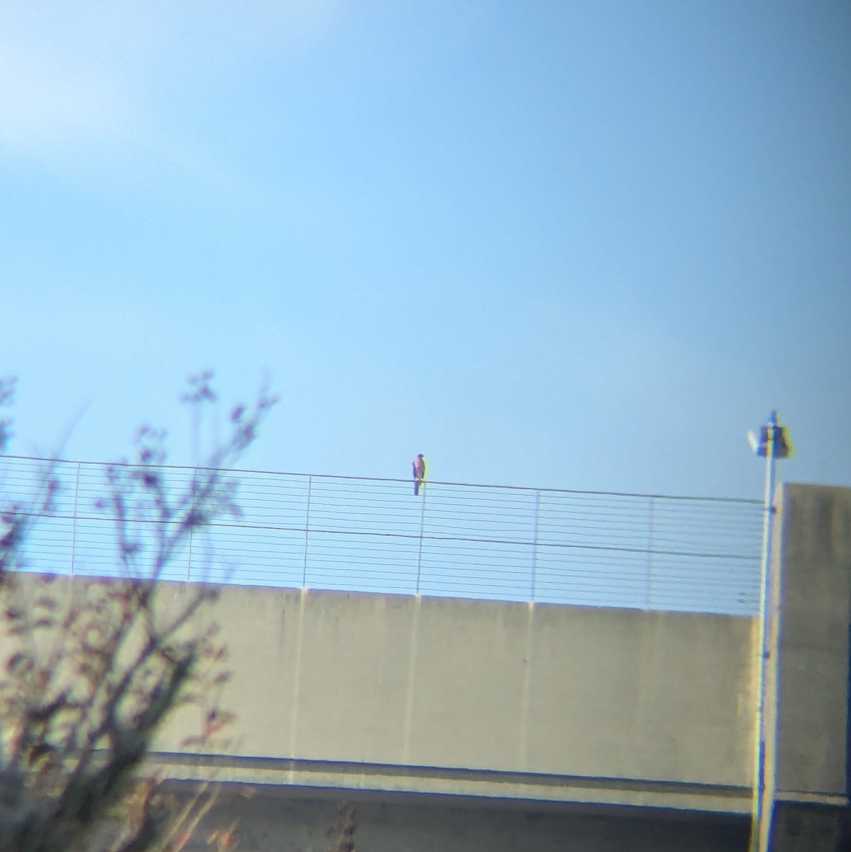 Cooper's Hawk - ML645622136