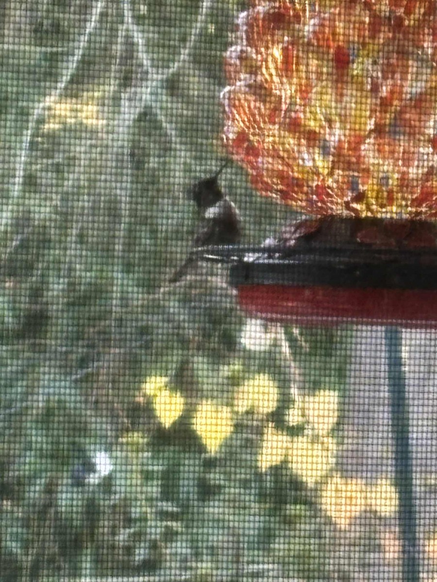 Рубиновогорлый колибри - ML645622140