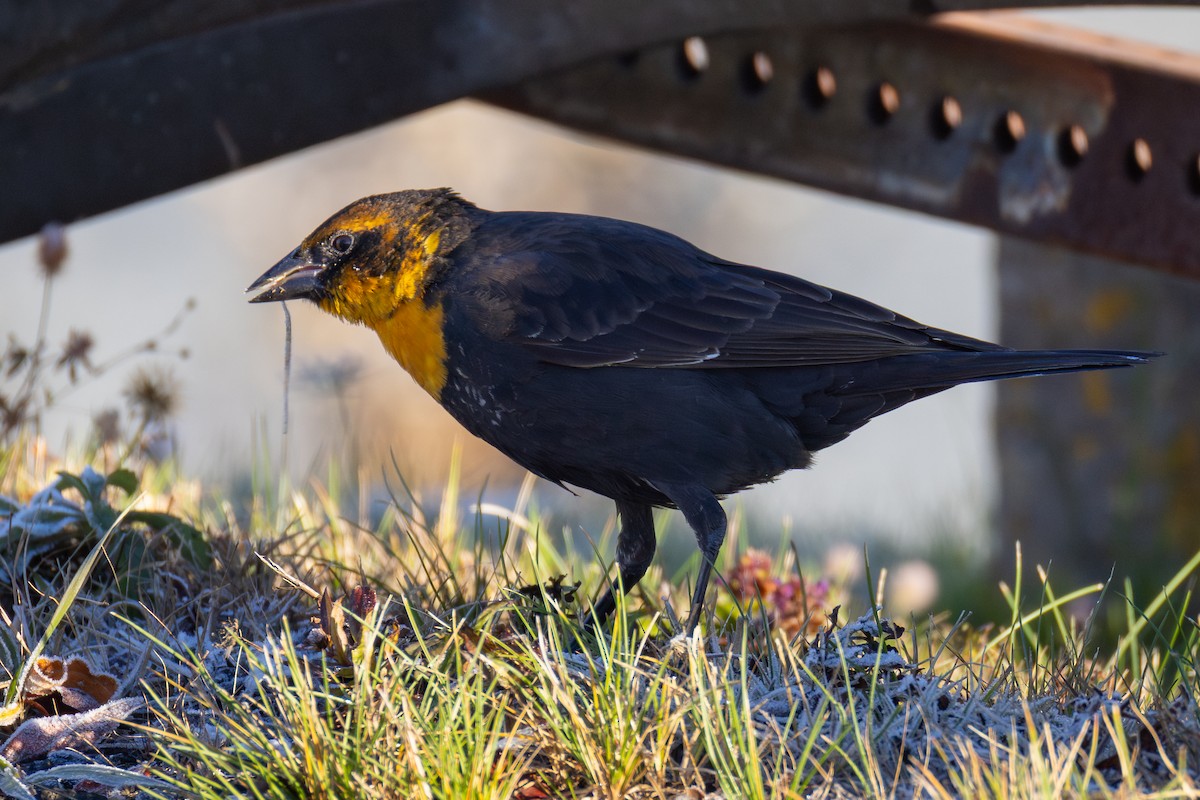 Yellow-headed Blackbird - ML645622142