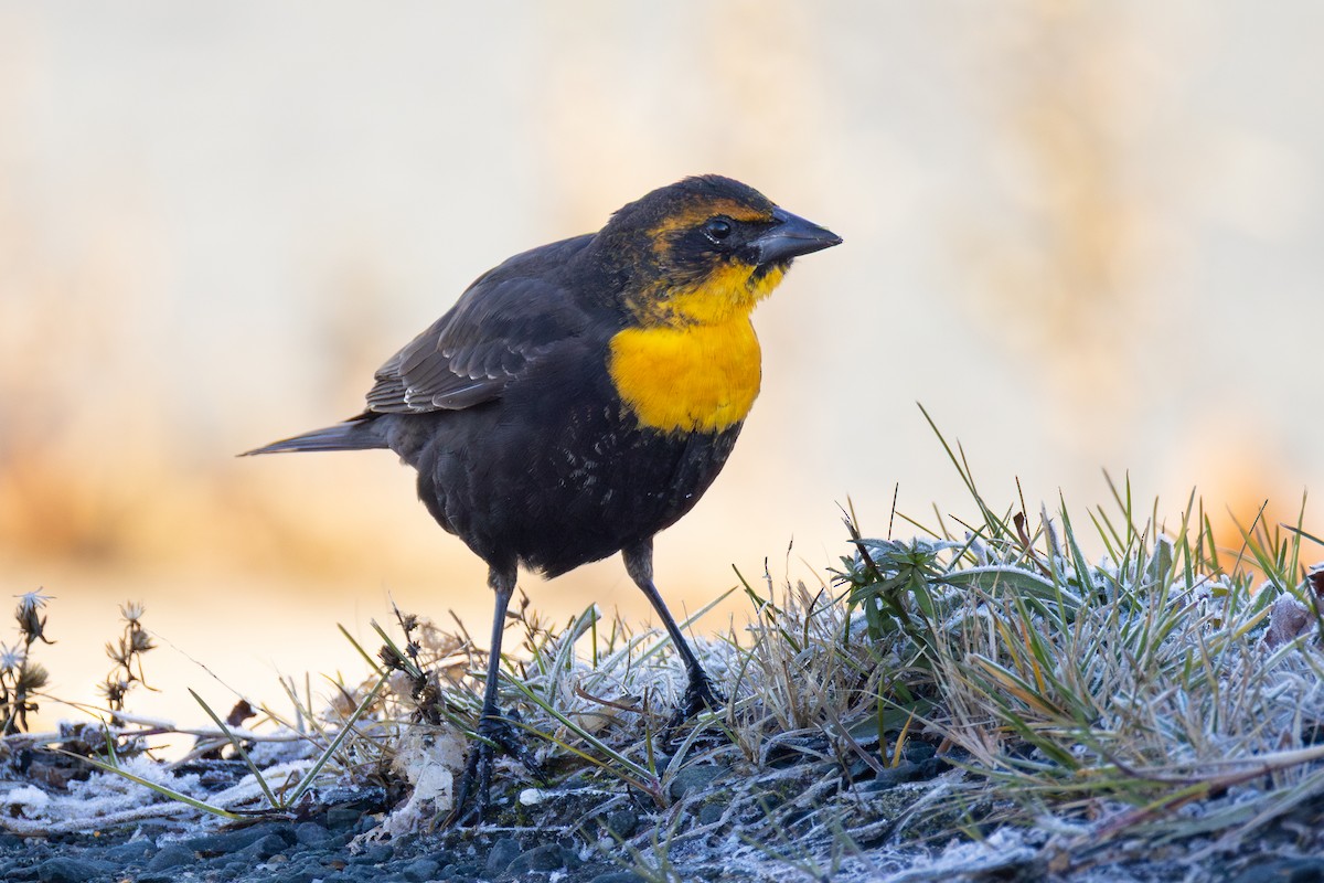 Yellow-headed Blackbird - ML645622145