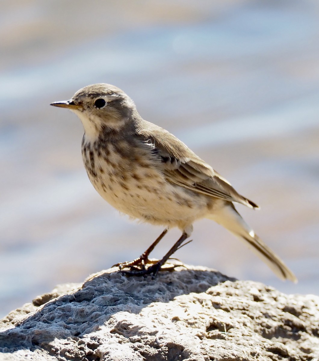 American Pipit - ML645622147