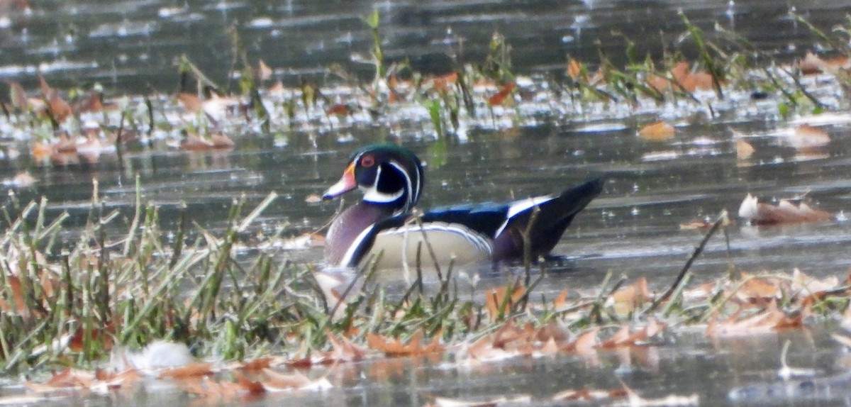 kachnička karolínská - ML645622148