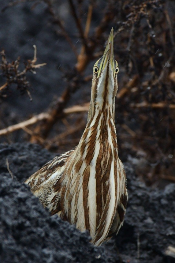 American Bittern - ML645622151