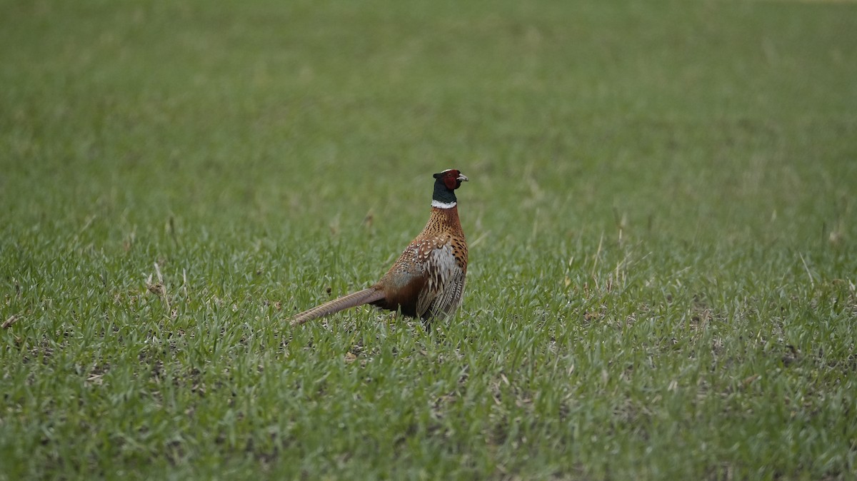 Ring-necked Pheasant - ML645622153