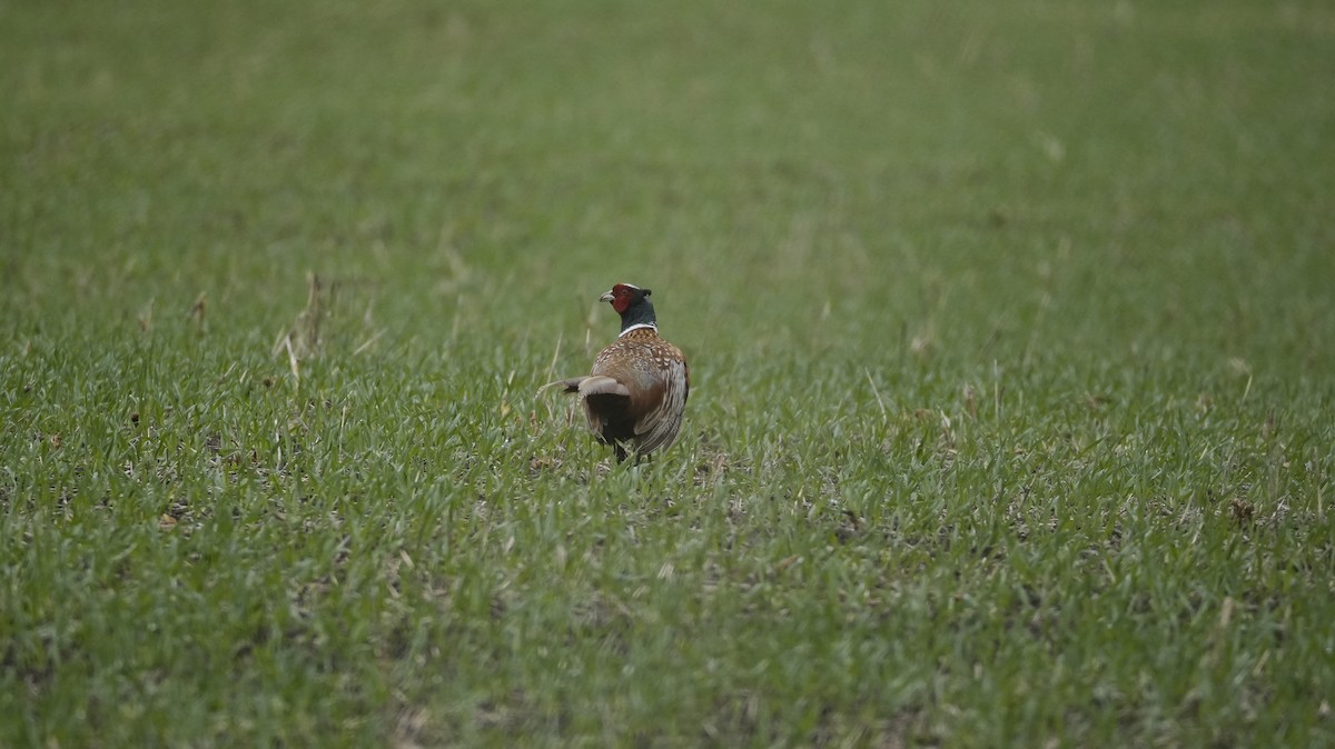 Ring-necked Pheasant - ML645622154