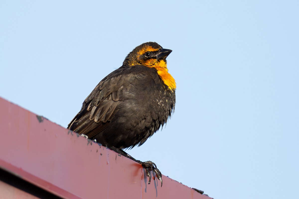 Yellow-headed Blackbird - ML645622157