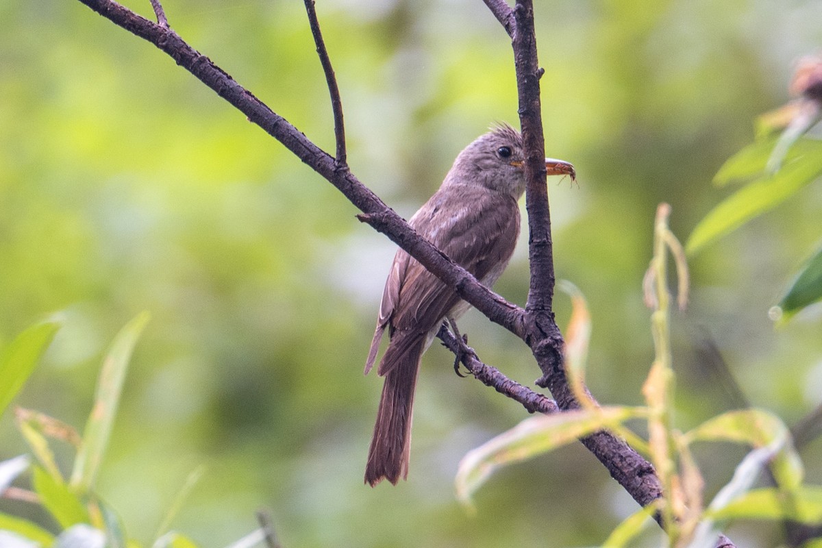 Піві великий - ML645622161