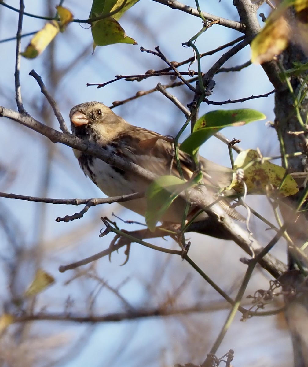 Harris's Sparrow - ML645622162