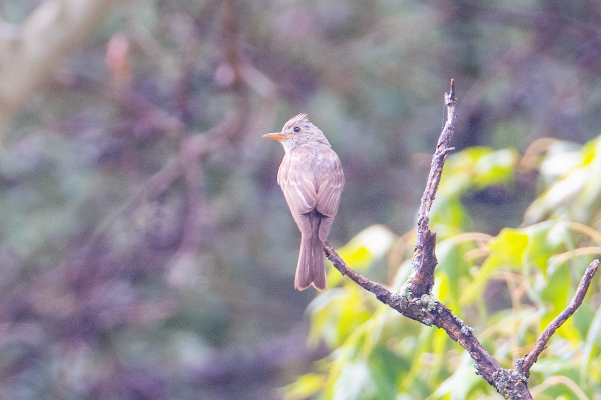 Піві великий - ML645622167