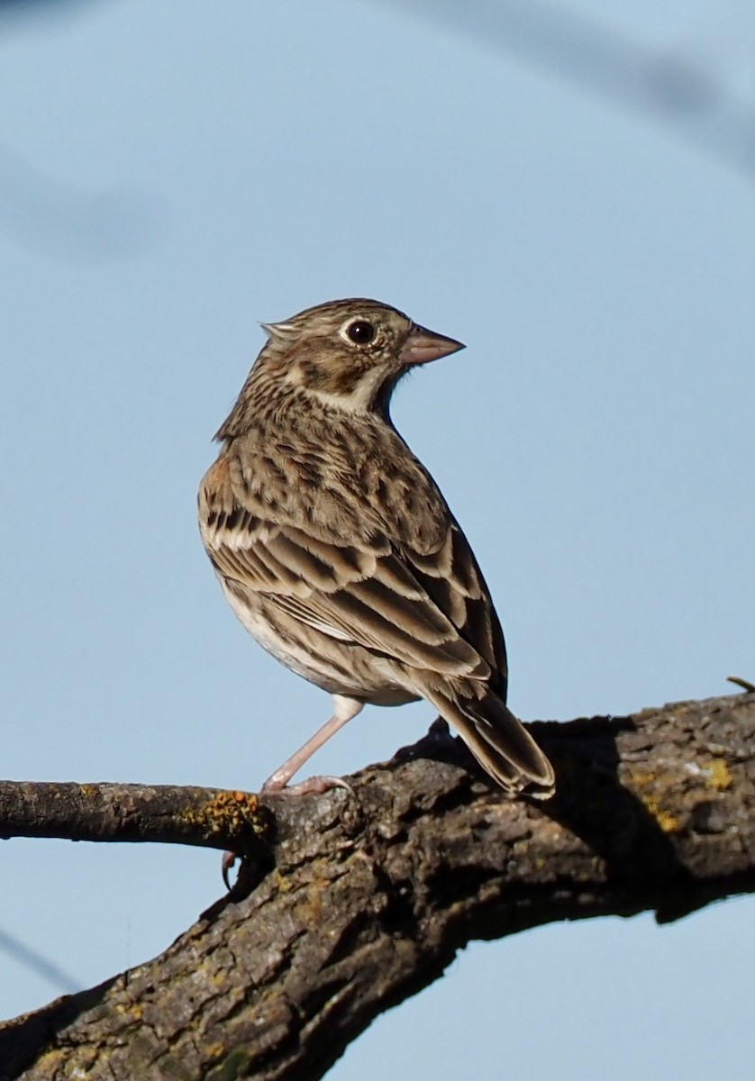 Vesper Sparrow - ML645622171
