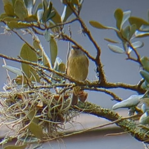 Orange-crowned Warbler - ML645622173
