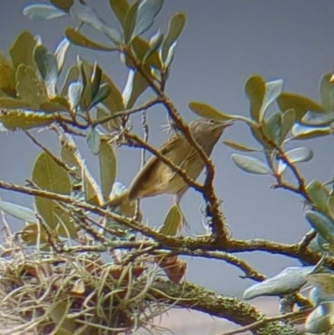 Orange-crowned Warbler - ML645622174