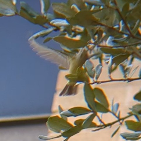 Orange-crowned Warbler - ML645622175