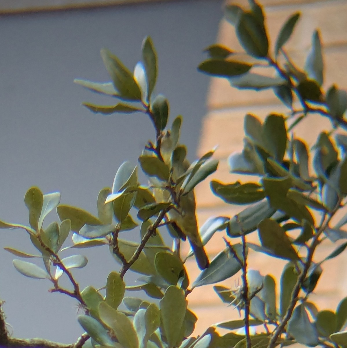 Orange-crowned Warbler - ML645622176