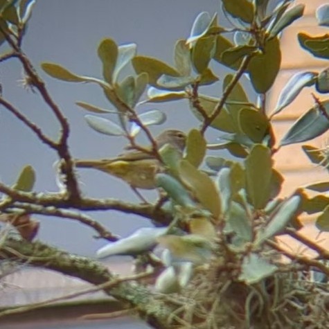 Orange-crowned Warbler - ML645622177