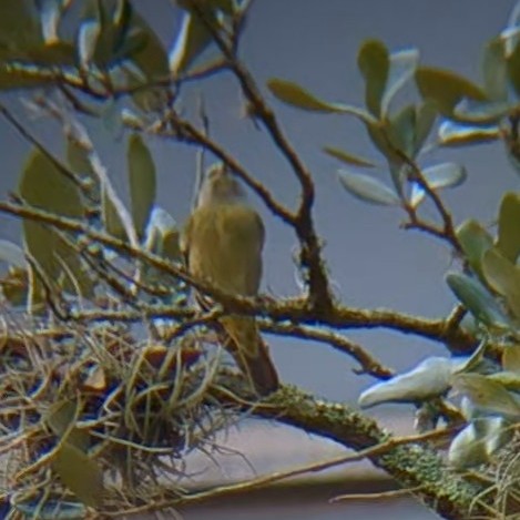 Orange-crowned Warbler - ML645622178