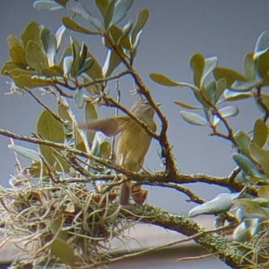 Orange-crowned Warbler - ML645622179