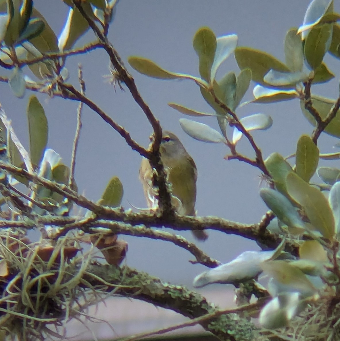 Orange-crowned Warbler - ML645622180