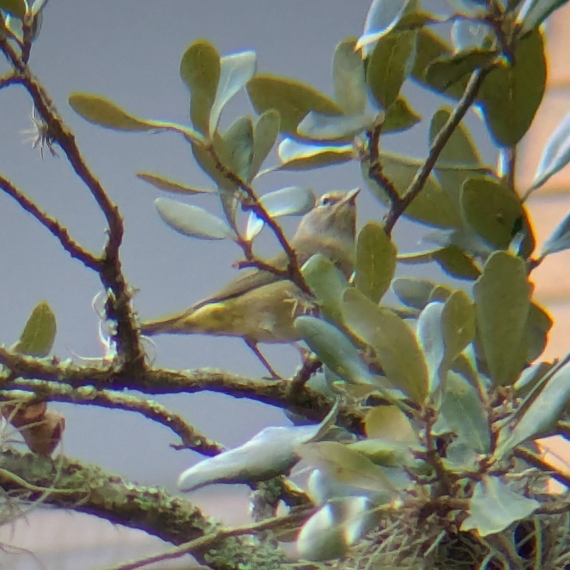 Orange-crowned Warbler - ML645622181