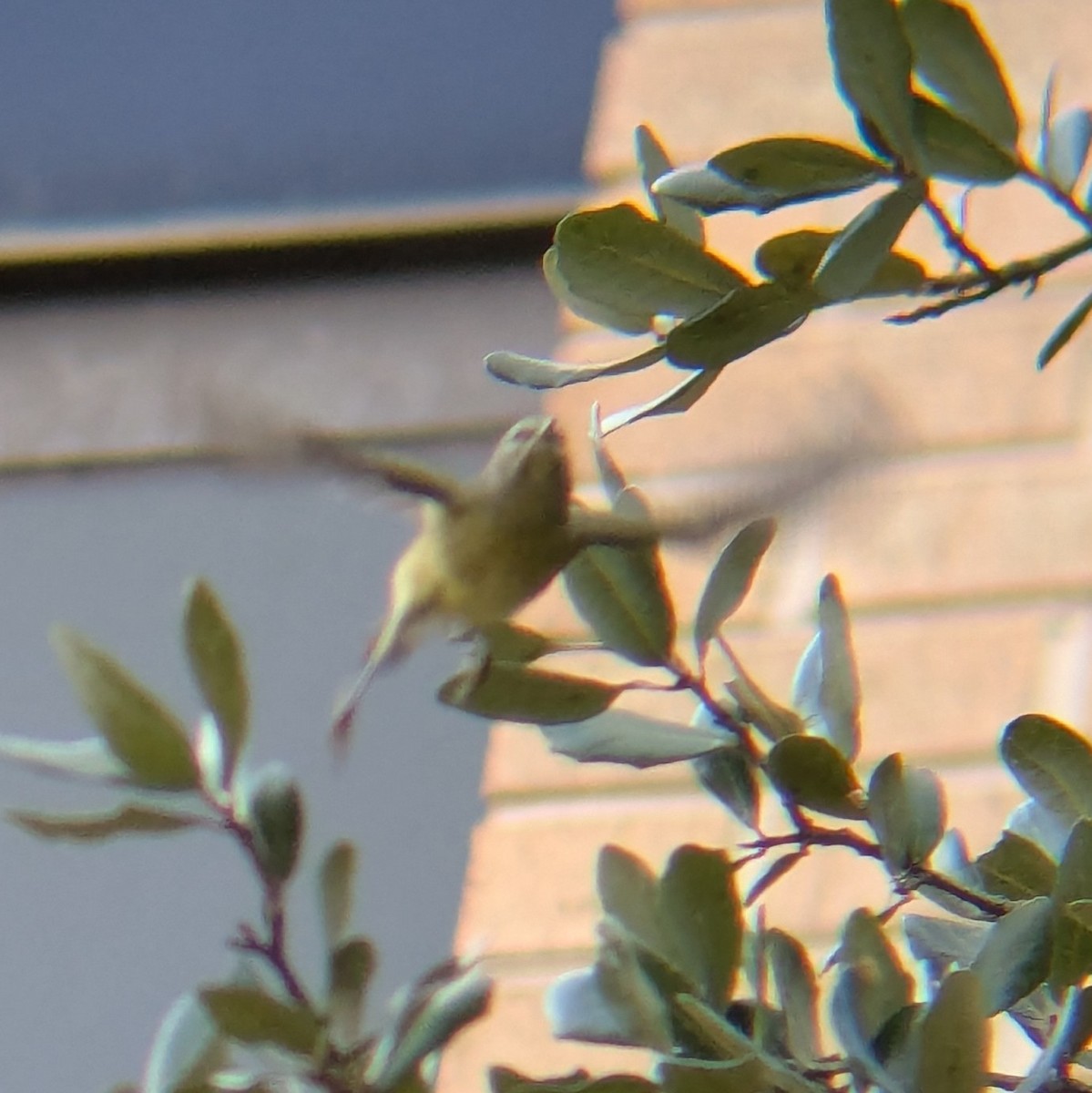 Orange-crowned Warbler - ML645622182