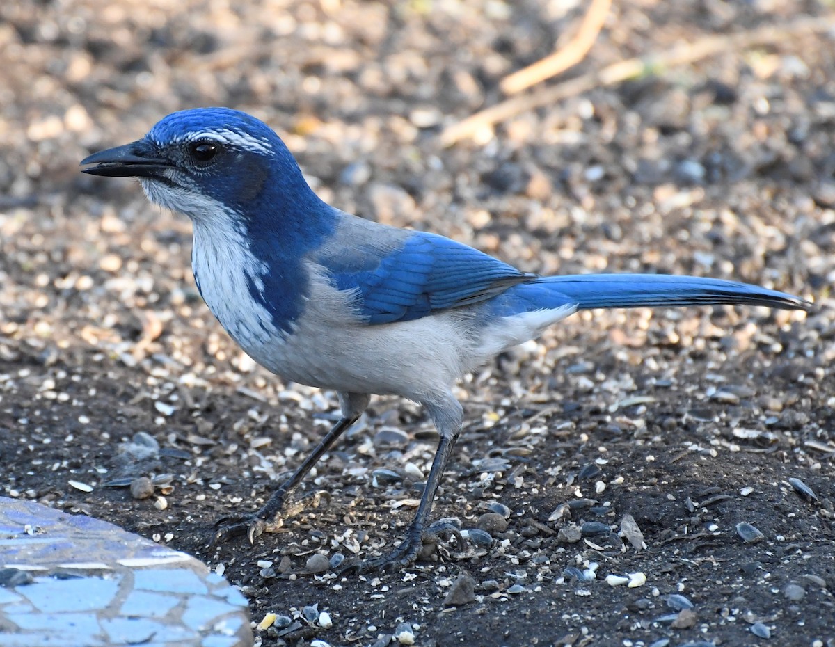 sojka západní - ML645622199